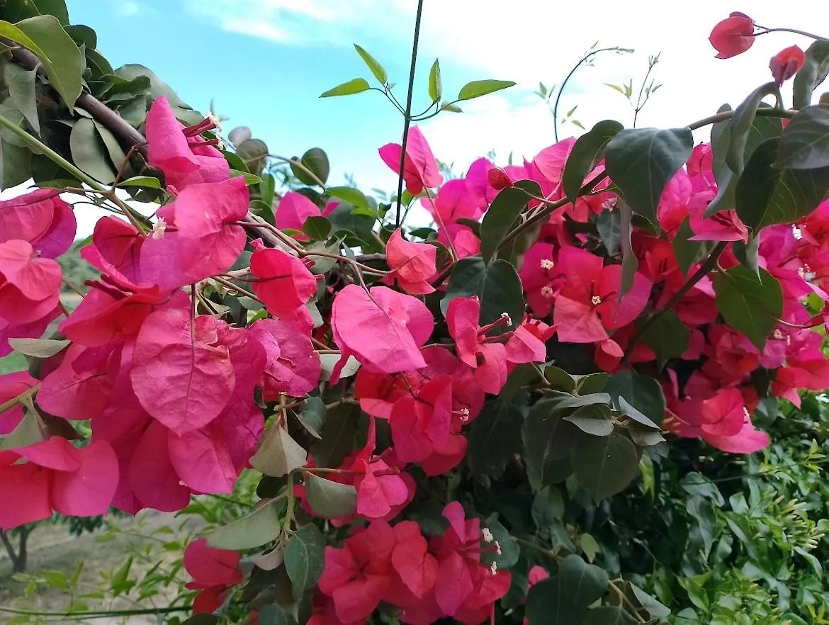 דירות פאליאורי Alexandra'S Garden